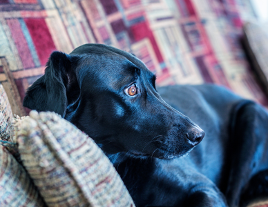 5 señales de que tu mascota podría tener estrés o ansiedad