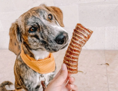 los snacks que le das a tu mascota son realmente saludables