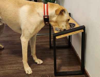 por qué muchos veterinarios recomiendan comederos elevados
