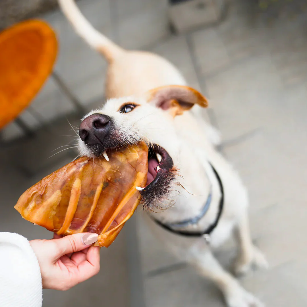 Orejas de Cerdo Deshidratadas para Perros | Mordedor Natural Pawtastyco - Imagen 2