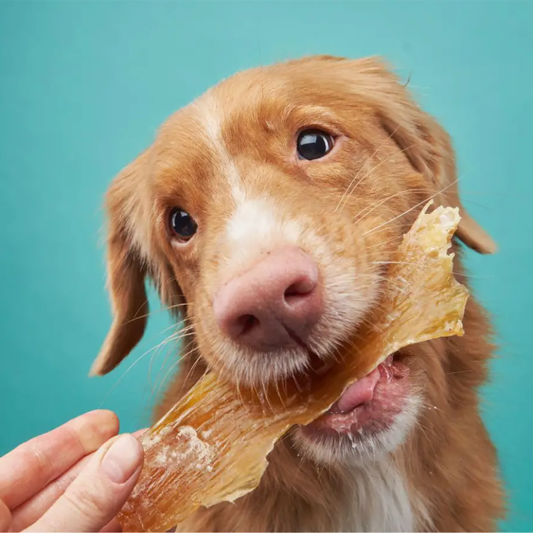 Pechuga de Pollo Deshidratada 100% Natural para Perros y Gatos | Pawtastyco - Imagen 2